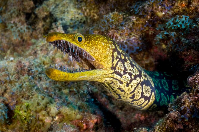 PADI Open Water course in Playa de las Americas - The Schedule: From Online Theory to Confined Skills to Open-Water Sessions