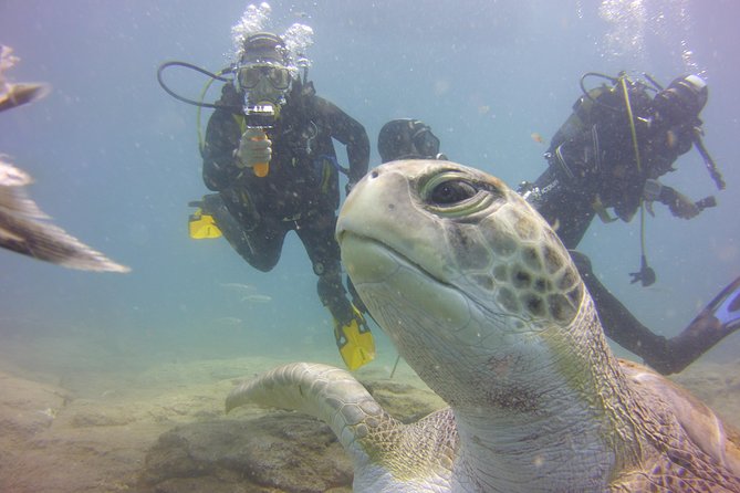 PADI Open Water Diver Course - Underwater Sessions in Tenerife: Marine Life Plus Core Skills