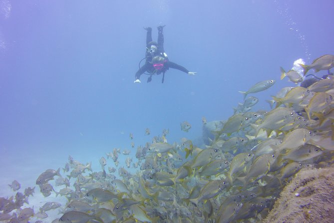 PADI Open Water Diver Course - Should You Book Ocean Trek’s PADI Open Water Diver Course?