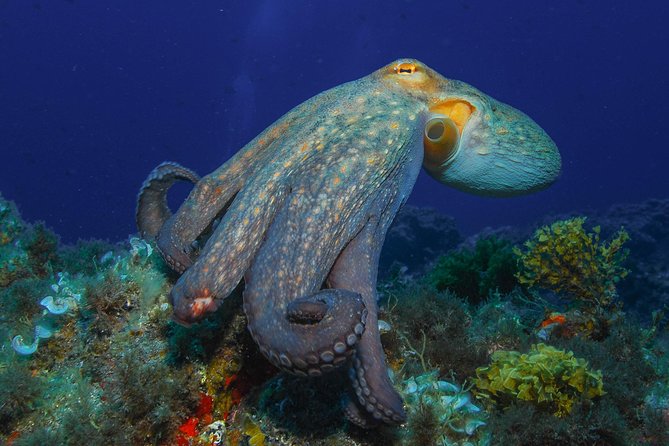 PADI Open Water Diver Course (OWD) - 2.5 days - Key highlights you’ll feel on day one
