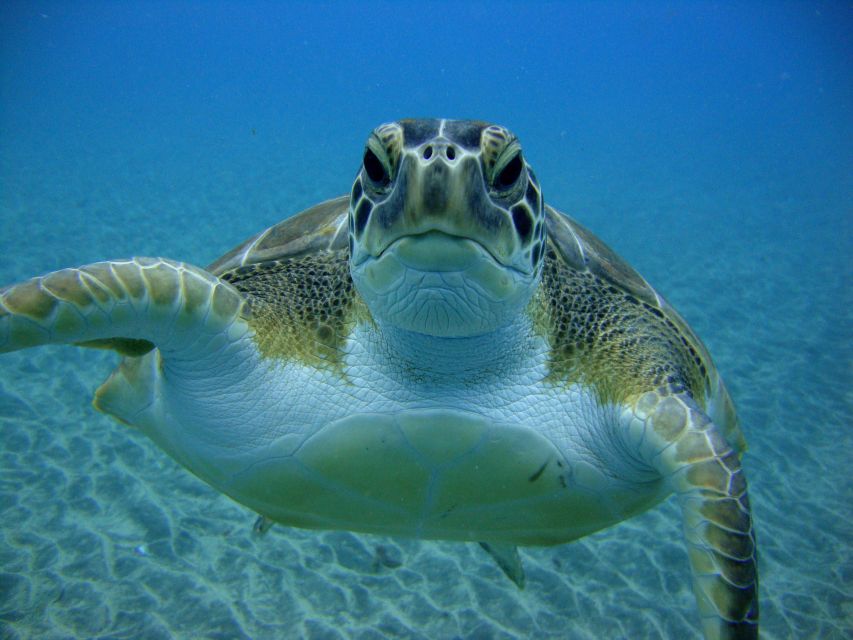PADI Open Water Diving Course Tenerife - Confined-Water Training on the Bay: Why This Part Matters