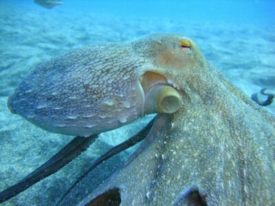 PADI Open Water Diving Course Tenerife - The 5-Day Structure: How Training Moves from Theory to Real Water