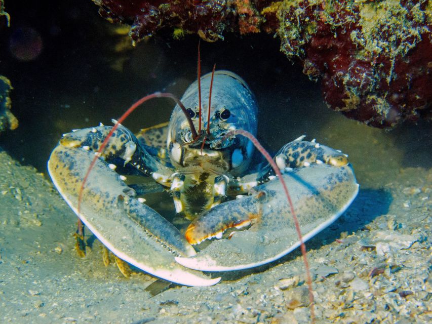 PADI Open Water Diving Course Tenerife - Open-Water Boat Sessions and the Island’s Famous Site: Putting Skills into Context