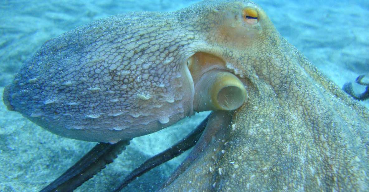 PADI Open Water Diving Course Tenerife - Certification to 18 Meters: What You Can Do After Tenerife