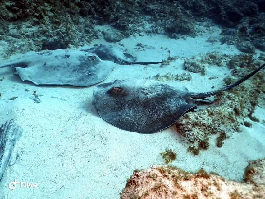 PADI Open Water Diving Course Tenerife - Price and Value in Tenerife: Is $494 a Fair Deal?