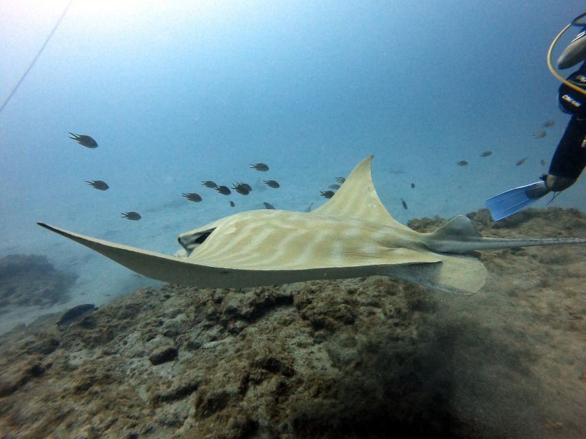 PADI Open Water Diving Course Tenerife - Pickup, Gear, and Daily Practicalities (The Stuff You’ll Thank Yourself For)