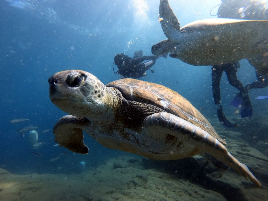PADI Open Water Diving Course Tenerife - Language and Instructor Support: Getting Instructions You Can Actually Use
