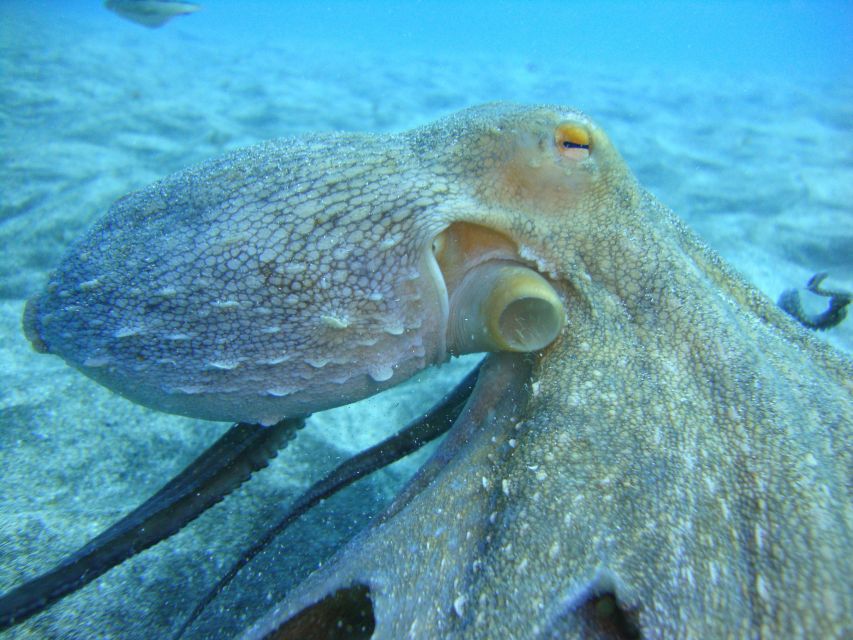 PADI Open Water Diving Course Tenerife - The 5-Day Structure: How Training Moves from Theory to Real Water