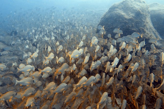 PADI Scuba Dive Course in Costa Adeje - What you actually get with the PADI Scuba Diver program