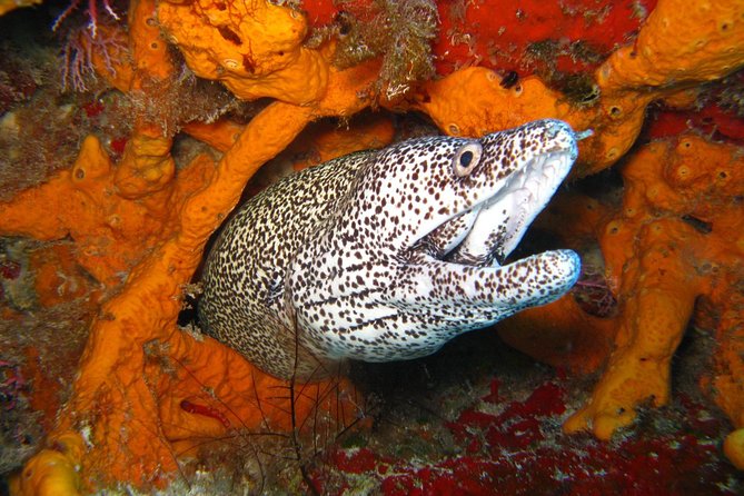 PADI Scuba Dive Course in Costa Adeje - Two sea sessions: practical water skills with a professional instructor