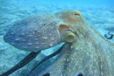 PADI Scuba Dive Course in Costa Adeje - Classroom time: the short theory that sets you up to stay safe