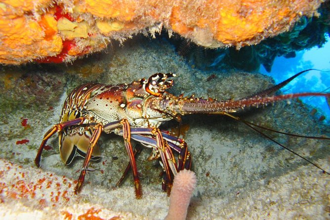 PADI Scuba Dive Course in Costa Adeje - Where Costa Adeje fits into your training plan