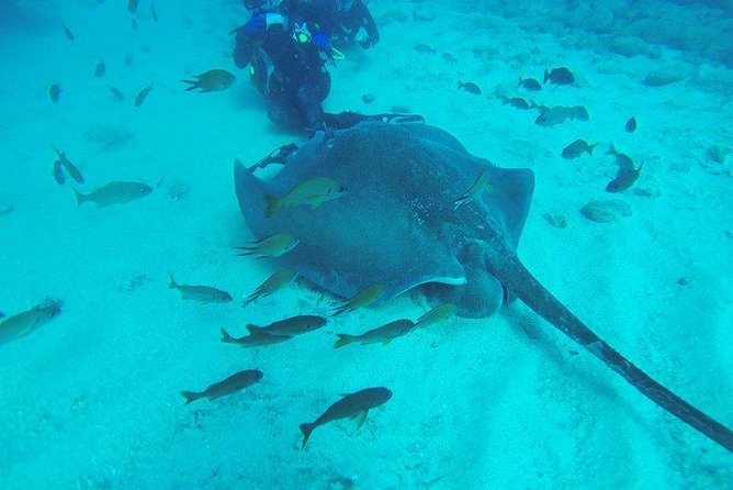 PADI Scuba Diving Courses in Tenerife: All Specialities Until Divemaster - PADI certification in 3 days: what this Tenerife course really gives you