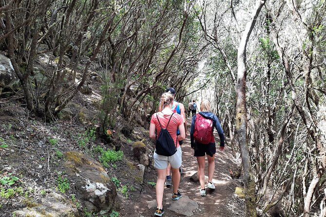 Panoramic route across the Teno rural Park in Tenerife - Price and value: is $113.84 a good deal?