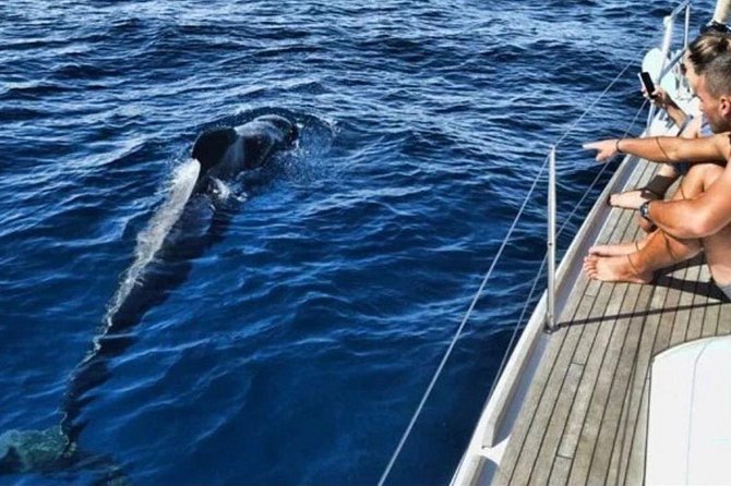 Premium Yacht Private Charter - The wildlife search: whales, plus the chance of dolphins