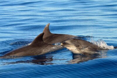 Private 2 hour Whale Watching Tour - Boarding a custom-built 8-meter whale boat (and why it feels better)