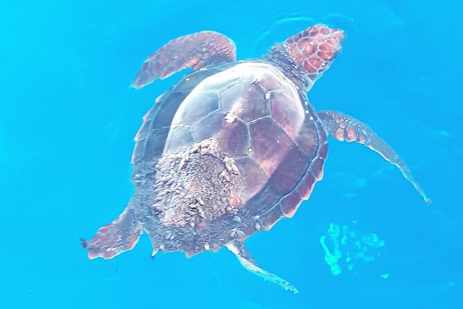 Private boat tour - Private boat tour Tenerife: what you’re really booking