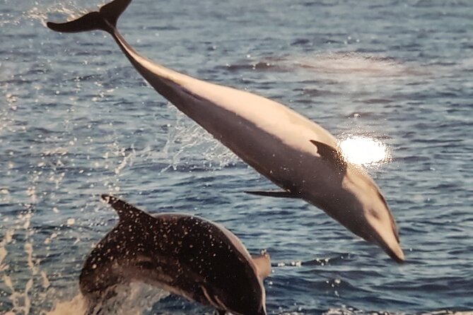 private charter 3 Hours Whale Encounter puerto colon adeje - Private charter whale watching from Puerto Colón: the experience in plain terms
