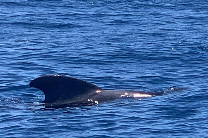 private charter 3 Hours Whale Encounter puerto colon adeje - What you’ll see: pilot whales, dolphins, and turtles