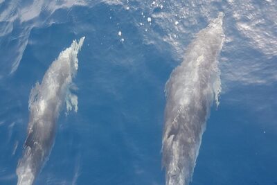 private charter 3 Hours Whale Encounter puerto colon adeje - Meeting point at San Eugenio and getting to Puerto Colón