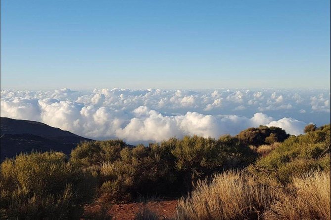 Private Shore Excursion in Tenerife from your Cruise Ship - Teide National Park: about 3 hours where the volcano is the main character