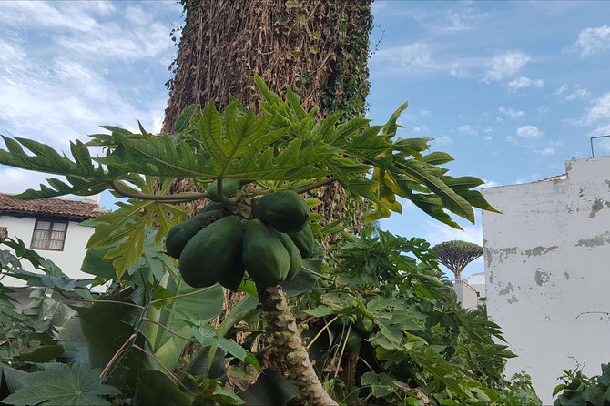 Private Shore Excursion in Tenerife from your Cruise Ship - Masca village: pirates, viewpoints, and the truth about the time limit