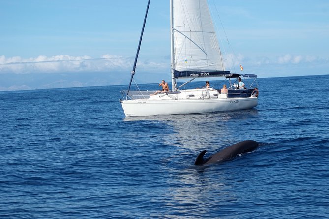 Private Yacht Tour With Whale and Dolphin Watching 33 Foot Boat - Why Costa Adeje Works So Well for a Private Day at Sea