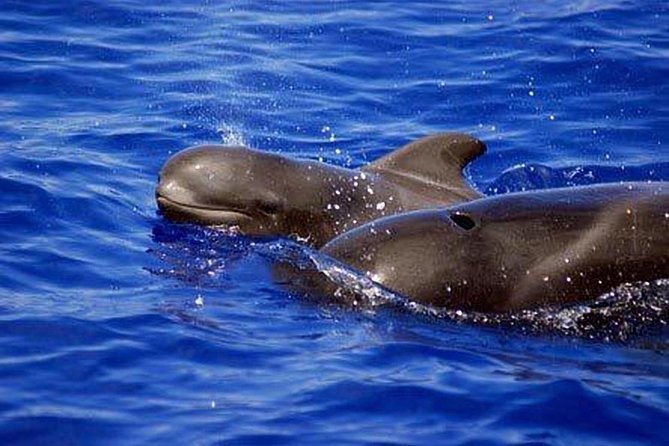 Private Yacht Tour With Whale and Dolphin Watching 33 Foot Boat - Snorkeling on This Charter: Gear Included, Pace Kept