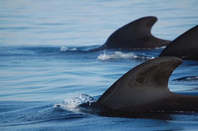 Private Yacht Tour With Whale and Dolphin Watching 33 Foot Boat - The Boat Comfort Factor: Why Smaller Feels Better Here