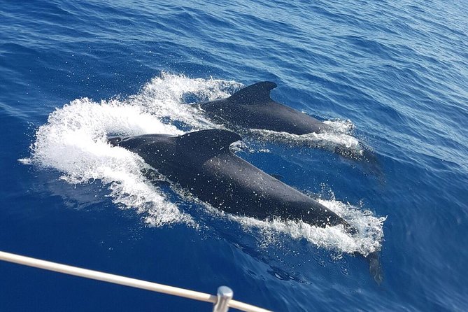 Private Yacht Tour With Whale and Dolphin Watching 42 Foot Boat - Snorkeling gear and sea life chances