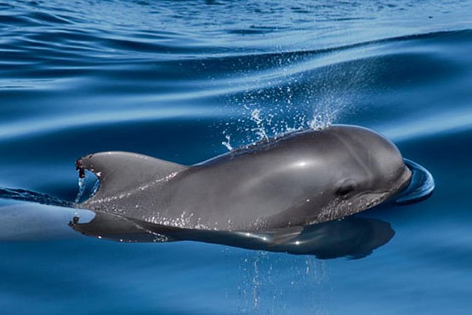 Private Yacht Tour With Whale and Dolphin Watching 42 Foot Boat - Practical details that matter once you’re on the water