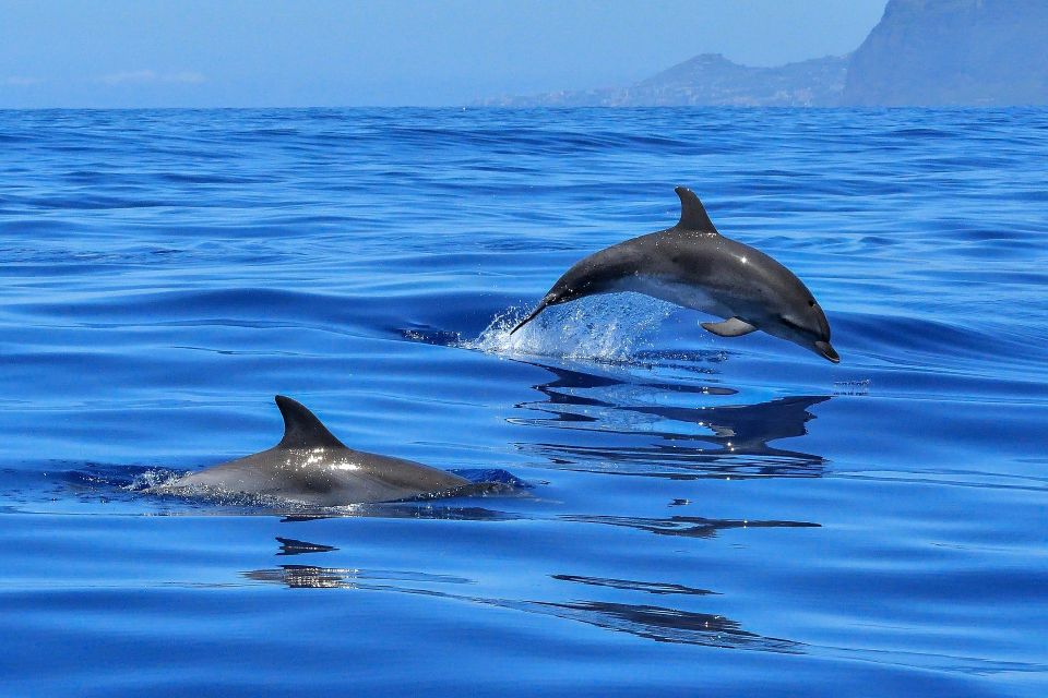 Puerto Colon: Dolphin and Whale Watching Speedboat Cruise - What’s Included (and What You’ll Need to Pay Attention To)