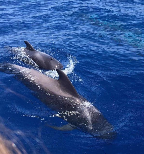 Puerto Colon: Whale and Dolphin Watching Yacht Trip - Key Things I’d Circle Before You Book