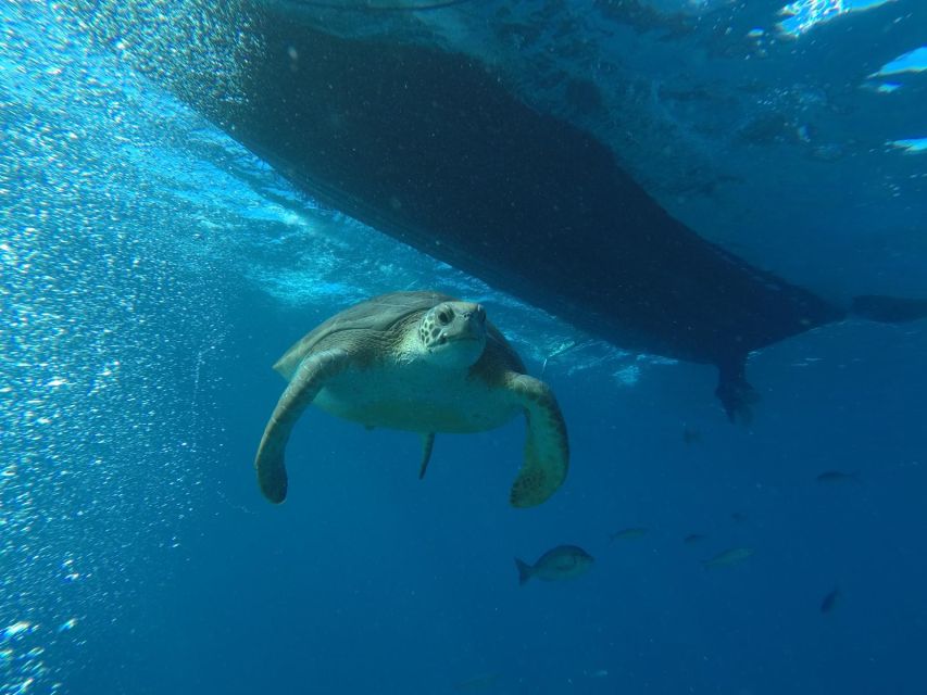 Puerto Colon: Whale-Watching Sailing Tour with Meal & a Swim - Key Things I Think You’ll Care About