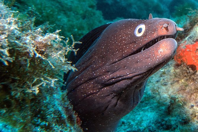 RECREATIONAL DIVE (certified divers only) : Explore Canarian Sealife - Key highlights worth packing for