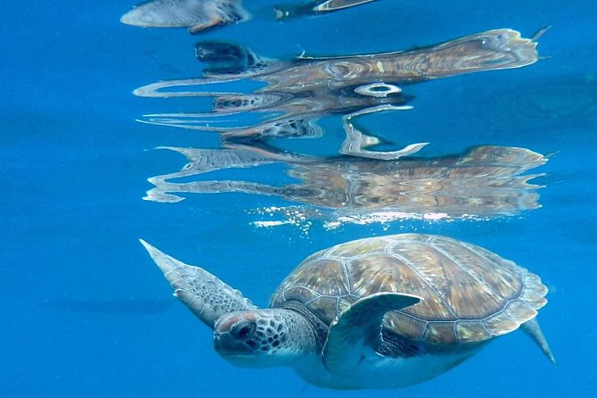 RECREATIONAL DIVE (certified divers only) : Explore Canarian Sealife - The small-group setup: why it feels calmer in the water