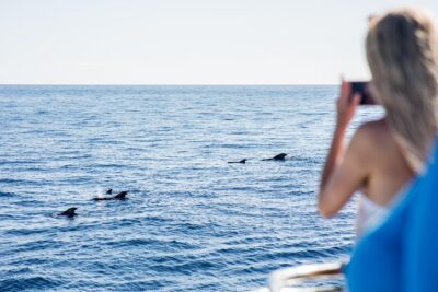 Royal Delfin - 2Hour Sustainable Dolphin & Whale Watching Mini Cruise - On board Royal Delfin: submarine vision, decks, and what to watch