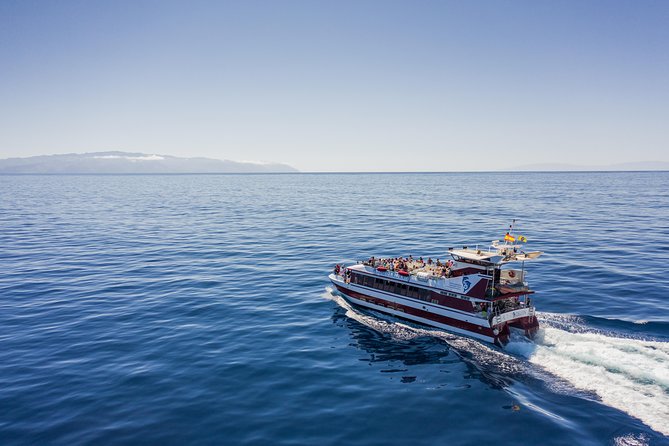 Royal Delfin 3H Dolphin & Whale Watching! Swimming & Lunch! - Tenerife’s dolphin and whale season vibe: what this 3-hour cruise is really about