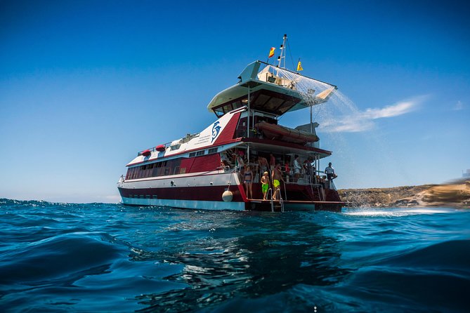Royal Delfin 3H Dolphin & Whale Watching! Swimming & Lunch! - Royal Delfín catamaran: the underwater window experience (and why it matters)