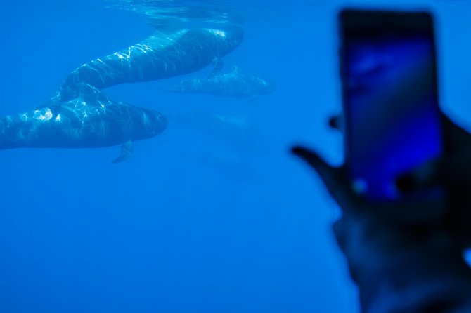 Royal Delfin 3H Dolphin & Whale Watching! Swimming & Lunch! - Lunch and drinks onboard: what’s included and how it affects value