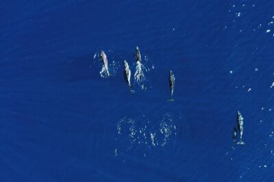 Royal Delfin 3H Dolphin & Whale Watching! Swimming & Lunch! - The 3-hour flow: Playa de las Américas to Diego Hernandez Bay