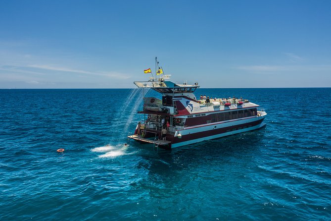 Royal Delfin 3H Dolphin & Whale Watching! Swimming & Lunch! - The Diego Hernandez Bay swim stop: fun water time, manage the tight spots