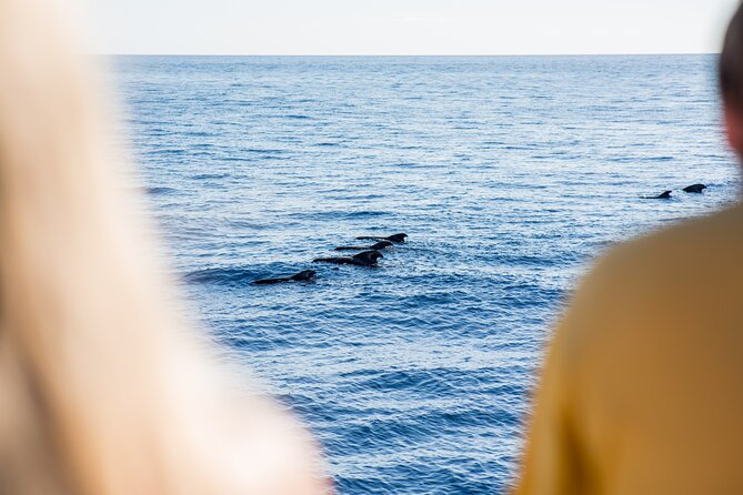 Royal Delfin 3H Dolphin & Whale Watching! Swimming & Lunch! - Who this Royal Delfín cruise suits best