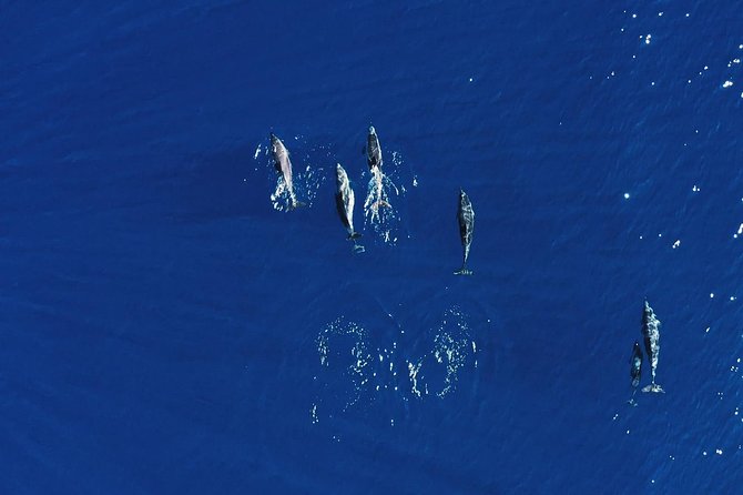 Royal Delfin 3H Dolphin & Whale Watching! Swimming & Lunch! - The 3-hour flow: Playa de las Américas to Diego Hernandez Bay