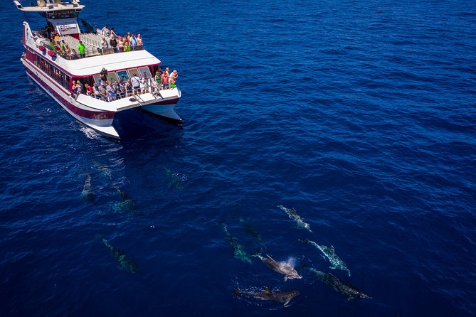 Royal Delfin - 4'5H Dolphin & Whale Watching - Los Gigantes Masca - Lunch & Swim - How wildlife spotting really works (and how to maximize your odds)