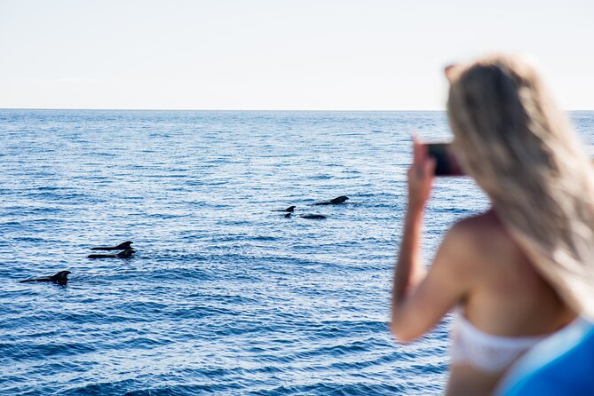 Royal Dolphin Whale watching excursion - Price and time options: the value depends on which one you book