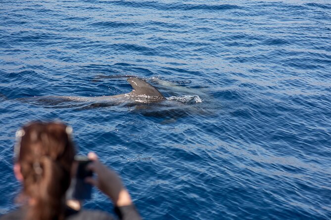 Royal Dolphin Whale watching excursion - Getting to the meeting point in Puerto Colón (and keeping it stress-free)