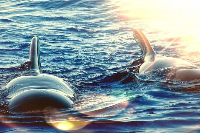 Sailing Yacht on a Private Charter - Coastline cruise: views, quiet, and wildlife time