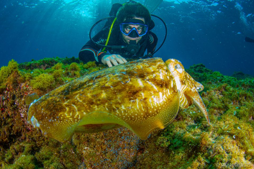 Santa Cruz de Tenerife: Advanced introductory course - Session two: the guided route to 12 meters and real marine life time