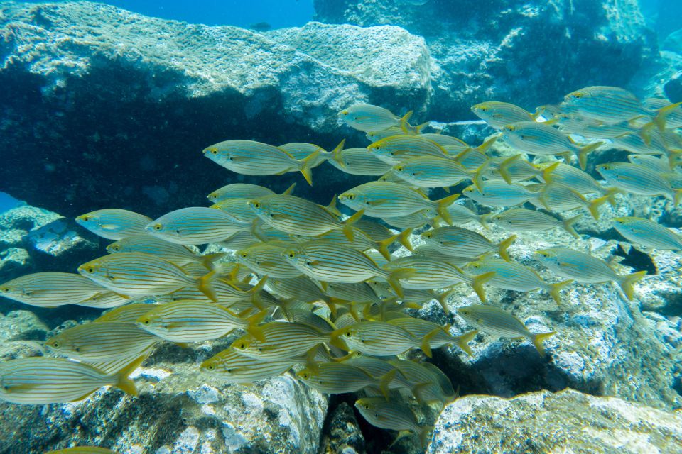 Santa Cruz de Tenerife: PADI Introductory Dive - Key takeaways